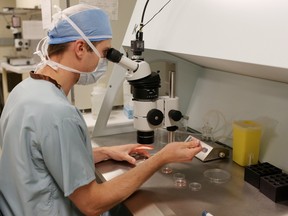 An embryologist at work in the Regional Fertility Program lab in Calgary on July 24, 2014.