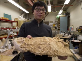 University of Alberta PhD student Tetsuto Miyashita a cast of a freshwater crocodile skull on Jan. 13, 2016. Miyashita is co-author of a paper describing the discovery in Tunisia of a fossil of history's largest known crocodile, Machimosaurus rex.