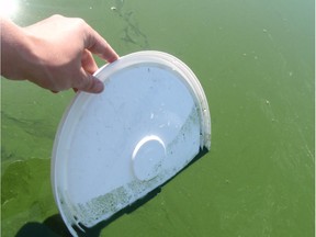 A University of Alberta researcher dips the lid of pail into a blue-green algae bloom on Nakamun Lake, while conducting experiments on how to control such blooms.