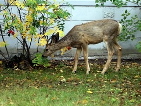 Deer can be very destructive and are difficult to control, but deer spray could keep them from munching plants and gardens. Jocelyn Turner/Postmedia