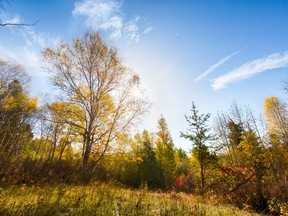 Bunchberry Meadows would be the Nature Conservancy of Canada’s largest investment in the capital region.