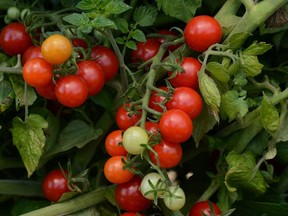 The Candyland Red, a currant-type tomato with a sweet flavour, was named an All-America Selections winner.