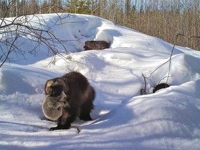 A still image taken from world's first HD footage of a mother wolverine and her kit in northwest Alberta, which will be shown in The Nature of Things special, Wolverine: Ghost of the Northern Forest. Image by Mike Jokinen, .