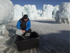 Calvin McKinley scoops up water from the melting ice at the Ice Castles exhibit at  Hawrelak Park on Feb. 21, 2016 in Edmonton.