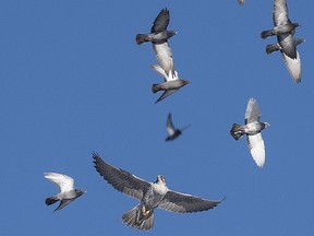 The Alberta Grain Terminals near the Yellowhead and 127 Street is one of the best sites in North America to watch the Gyrfalcon hunt for Pigeons. This species is the largest of the Falcon family and was banded five years ago near Ft. Saskatchewan. This particular bird hunts in Edmonton between November and March and then returns to the Arctic to breed.