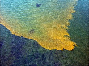 File photo. Blue-green algal blooms affect lakes across North America.