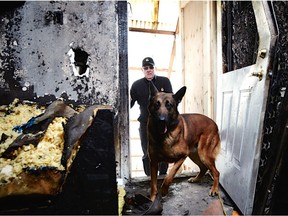 Sid Murray, a canine expert trainer, and Smoke, an accelerant detection dog shown entering a fire scene for Origin and Cause, a consulting forensic engineering and fire investigation firm that has opened an office in Edmonton.