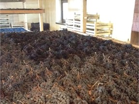 Dried grapes used to make Amarone wines.