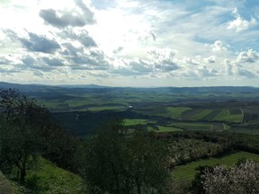 Brunello vineyards near the town Montalcino, Tuscany.