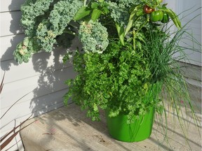 Potted parsley requires plenty of light — either from direct sunlight or artificial light — to stay green and healthy during the winter.