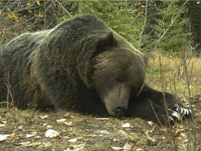Grizzly bear No. 122 rests in Banff National Park in October 2014.