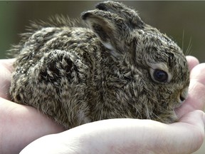 The Wildlife Rehabilitation Society of Edmonton is urging residents to leave any baby hares they find alone as birthing season gets underway this month.