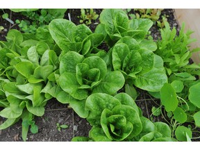 Lettuce is ideal for a container garden, since certain varieties offer smaller heads that take up less space, while still providing tasty edible options.