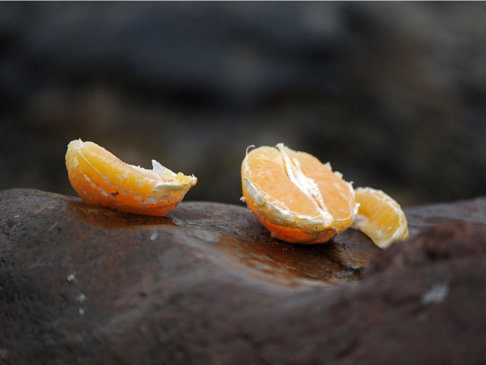 Can you grow mandarin oranges from seeds? Edmonton Journal
