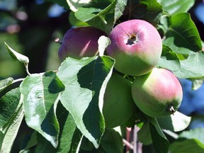 Pruning apple trees can help boost growth and reduce insects, disease or broken branches.