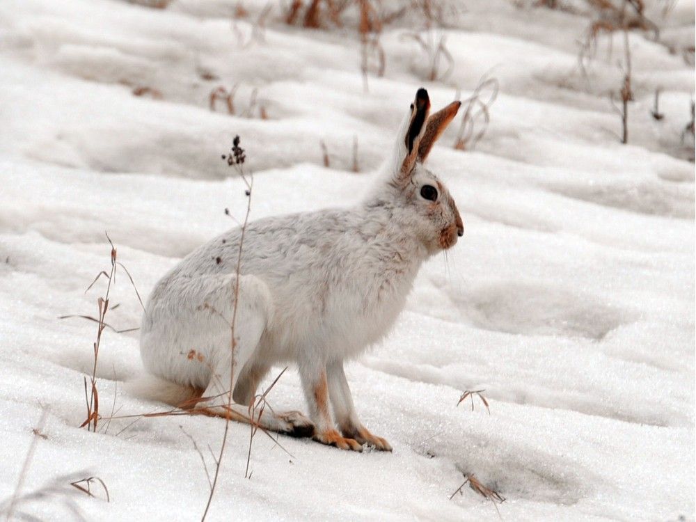 Rabbit Tree Damage: How To Protect Trees From Rabbits