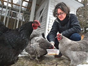 Margaret Fisher feeding her Orpington hens, part of a chicken pilot project debated at committee Monday.