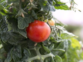 Growing your own tomatoes can help you cut down grocery costs.