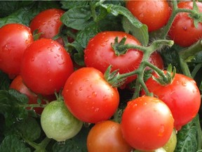 Growing your own vegetables, such as tomatoes, can offer a variety of benefits in adding to saving money.