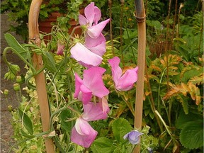 Sweet peas can attach their tendrils to objects and grow vertically, making them ideal for gardens with limited space.