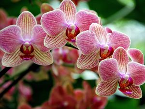 Orchid Fair at the Moonflower Room of the Enjoy Centre, Friday, April 1 to Sunday, April 3.