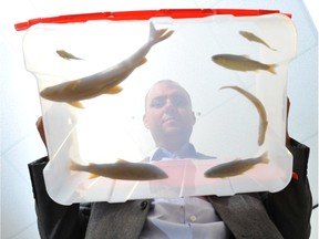 U of A professor Mark Poesch holds a container with preserved fish, such as northern pike, rainbow trout and arctic grayling. He's researching how to best manage northern compensation lakes put in by oilsands companies.