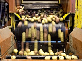 Potatoes fall from the conveyor belt at the Little Potato Company in Edmonton in a 2013 file photo.