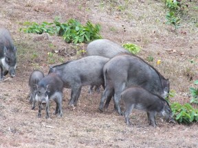 Images of rare Bawean warty pigs and young, courtesy Sandy Leo, with Ecology, Conservation and Management of Wild Pigs and Peccaries for the Bawean Endemics Conservation Initiative (BEKI), and Melletti M. & Meijaard E. Eds. Cambridge University Press.