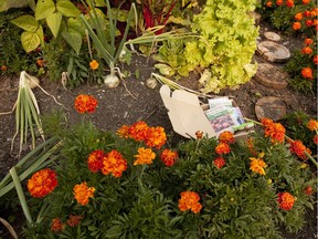 A letter writer is encouraging Edmontonians to use their yards for gardening after walking through a neighbourhood with plenty of growing space. This 2014 Journal file photo shows Erin Lau's front yard vegetable garden.