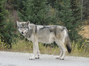 This grey wolf, resplendent in winter fur, was photographed along the highway just west of Jasper.