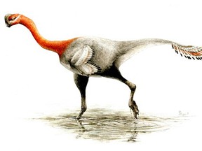 University of Alberta PhD candidate Greg Funston discovered that a fossilized skeleton believed to be a common type of ornithomimid was actually a new dinosaur, which he named Apatoraptor pennatus. Researchers believe the dinosaur had feathers.