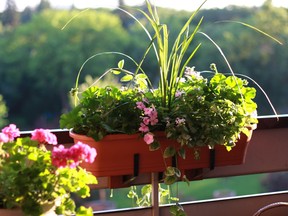 Growing flowers and vegetables in containers can help people maximize their space, utilizing balconies or patios.