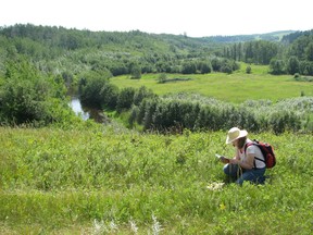 An Edmonton and Area Land Trust volunteer collecting data at Pipestone Creek.