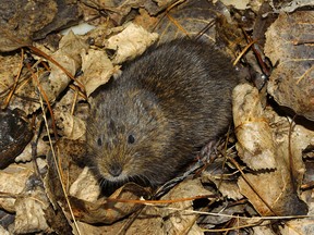 They may be cute, but voles can do a great deal of damage during winter, busily working under the snow on your lawn.