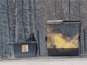 A black bear roots through a dumpster while prowling the abandoned streets of Fort McMurray on May 12, 2016.