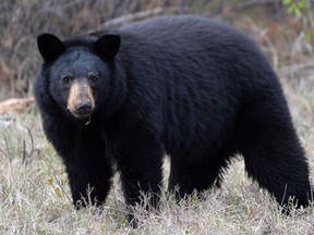 A black bear stands near the side of Highway 881 near Conklin on May 10, 2016.