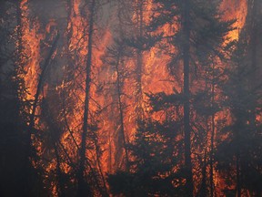 Flames engulf trees along a highway near Fort McMurray on May 6. Black spruce trees are particular culprits as fuel for serious wildfires say forest researchers.