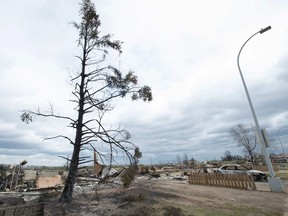 A charred tree is seen in the foreground in the Beacon Hill neighbourhood in Fort McMurray, Alberta, May 9, 2016.
