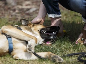 My Dog gets a scratch from volunteer Brooke Dunn during a media conference outside the City of Edmonton's Animal Care & Control Centre in Edmonton, Alta., on Wednesday May 11, 2016. Hundreds of pets are being attended to by pet care agencies after more than 80,000 people evacuated Fort McMurray due to wildfires.