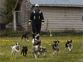 Moe Ladouceur works with his dogs on his father's acreage near Fawcett, Alberta, on May 18, 2016. He evacuated his 43 dogs, including 11 puppies, from the fire in Fort McMurray.