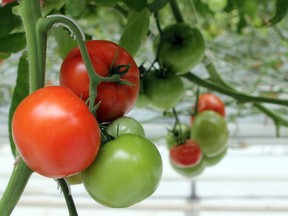 Tomato blight can be unsightly and hamper fruit production, but the problem can be avoided by growing fungal-resistant varieties and watering low near the soil.