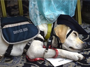 All tuckered out is Seymour, at the Dogs with Wings 2016 Graduation.