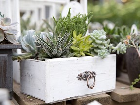 Succulents offer an understated and easy-to-grow alternative to annuals.