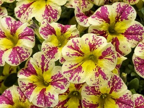 Calibracoa 'Superbells Holy Moly' is a bi-colour variety that thrives in hanging baskets or containers.