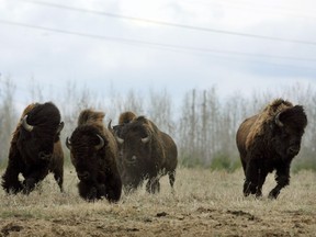 Syncrude's 300 bison are being left behind as employees evacuate the site Saturday.