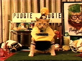 Image taken from video used in the feature documentary Frank and the Wondercat, one of more than 40 films running in Northwestfest.