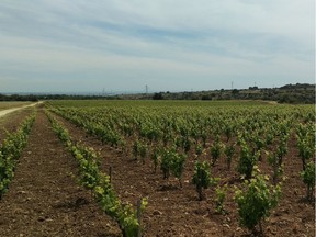 A vineyard in southeastern Sicily.