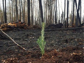 Darren Anderson, a 15-year firefighter with Strathcona County Emergency Services, planted a sapling in Fort McMurray, as a favour for his daughter. Instead, it's becoming a symbol of hope for thousands of the city's displaced.