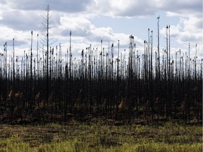 Wildfire damaged forest is seen along Highway 881 outside of Fort McMurray, Alta., on Tuesday May 31, 2016.