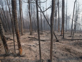 Trees charred by a wildfire continue to smolder along along Highway 63 on May 6, 2016 in Fort McMurray.